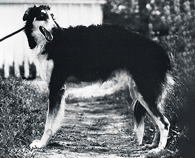 Top Coursing Borzoi 1982